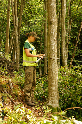 Wood quality control in the forest.  Forester measuring a tree.  photo