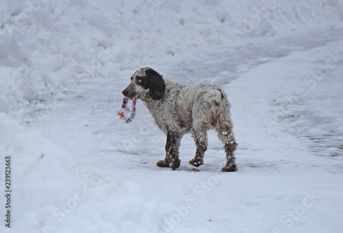 dogs rejoice fresh snow