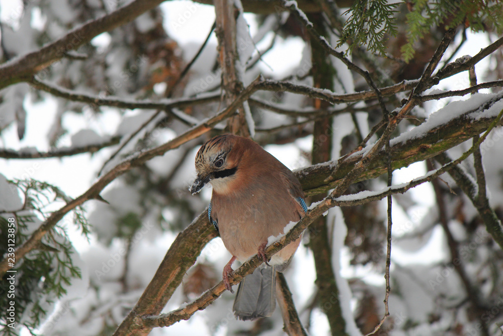 jay jay