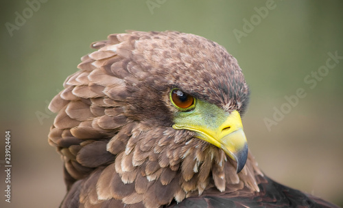 Canvas Print Close up macro of a brown eagle with a green and yellow beak