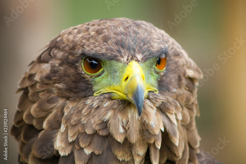 Close up macro of a brown eagle with a green and yellow beak