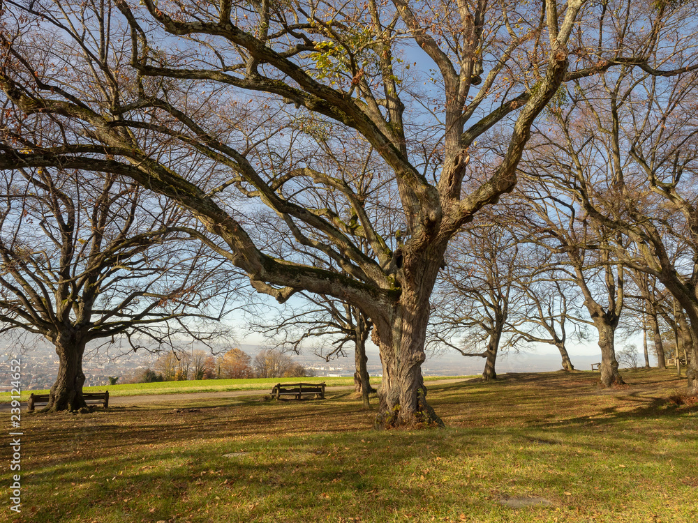 Lörrach. Tüllinger Höhe. Lindenplatz. Ausblick auf das Dreiländereck Lörrach. Tüllinger Höhe. Lindenplatz. Ausblick auf das Dreiländereck