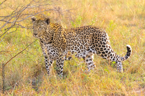 Close up of an African Leopard