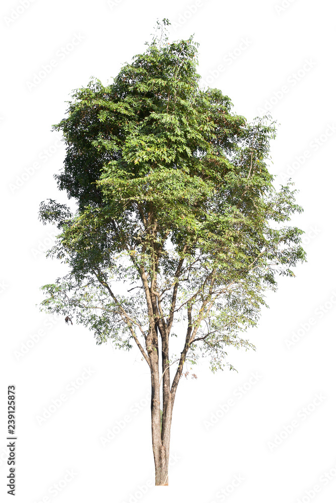 Obraz premium tropical tree isolate on white background