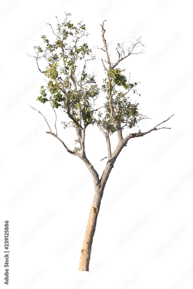 tropical tree isolate on white background tropical tree isolate on white background
