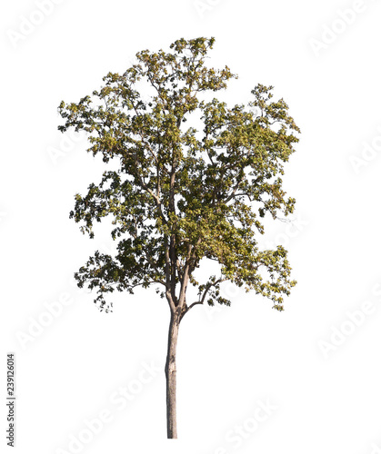 tropical tree isolate on white background