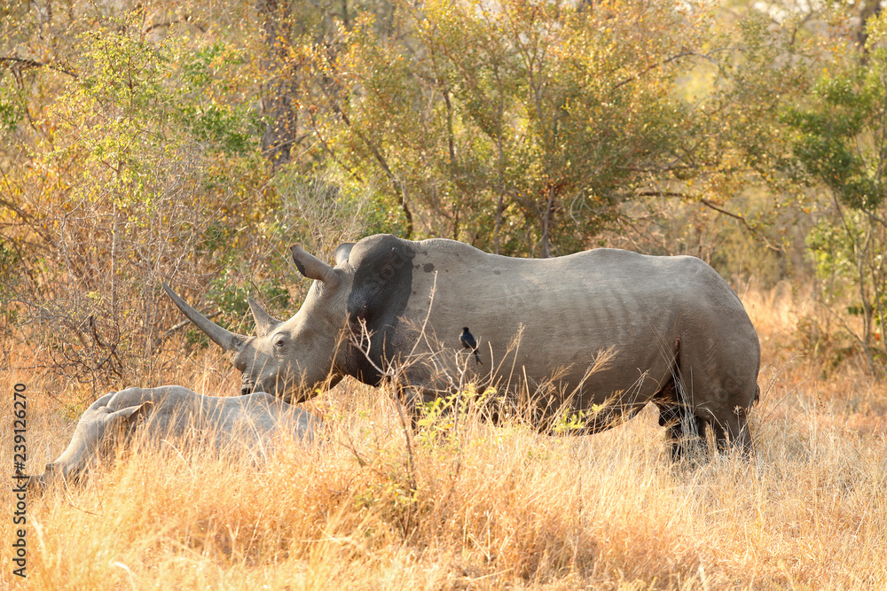 Fototapeta premium African White Rhino in a South African Game Reserve