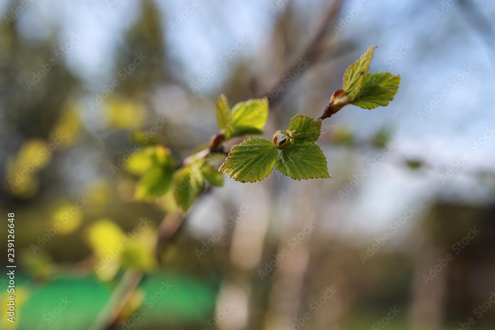 fresh spring leaves on a tree fresh spring leaves on a tree