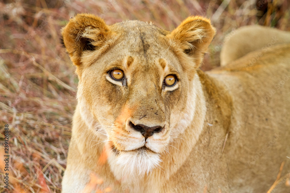 African Lion in a South African Game Reserve African Lion in a South African Game Reserve