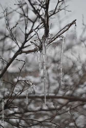 icicles)