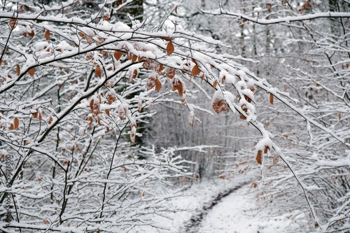 Zimowy las 