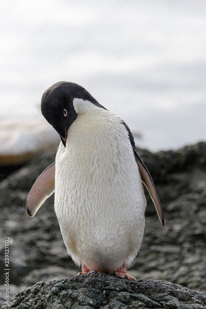 Fototapeta premium Adelie penguin standing on beach in Antarctica