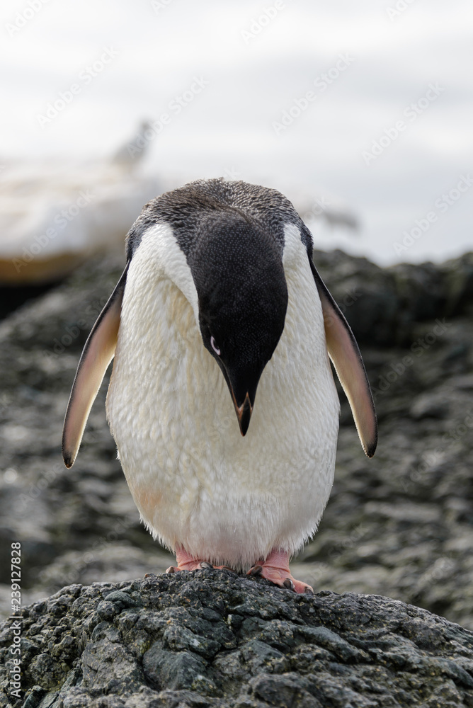 Naklejka premium Adelie penguin standing on beach in Antarctica