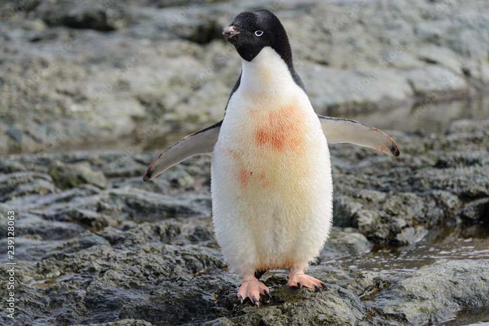 Obraz premium Adelie penguin standing on beach in Antarctica