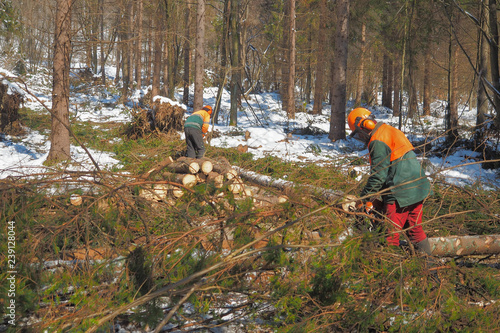 Lumberjack's work in forest