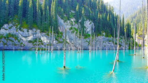 Coniferous tree trunks rise from the depths of a mountain lake with blue water. Shooting with the drone. At the edges of the lake green forest and coniferous trees. Kazakhstan, Almaty, Kaindy lake.