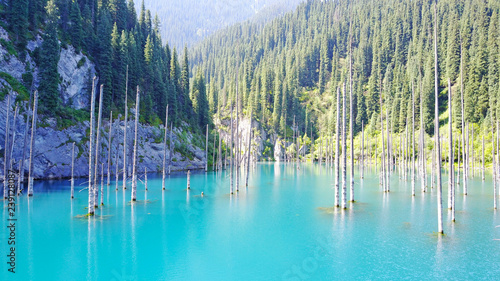 Fototapeta Naklejka Na Ścianę i Meble -  Coniferous tree trunks rise from the depths of a mountain lake with blue water. Shooting with the drone. At the edges of the lake green forest and coniferous trees. Kazakhstan, Almaty, Kaindy lake.