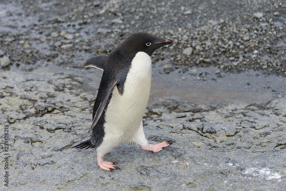 Naklejka premium Adelie penguin going on beach in Antarctica