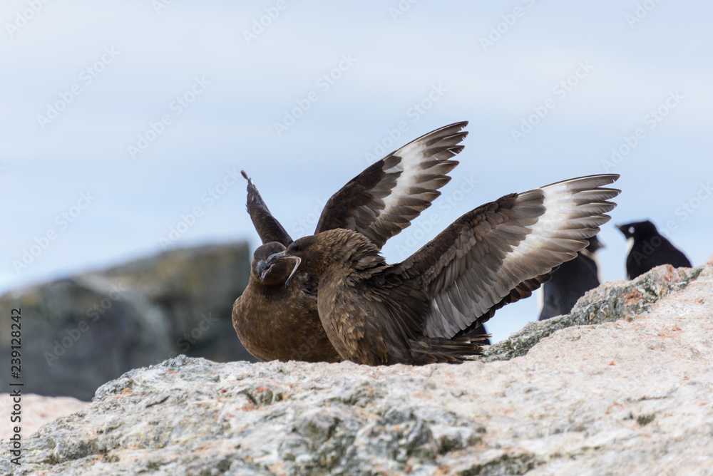 Fototapeta premium Antarctic scuas on the beach