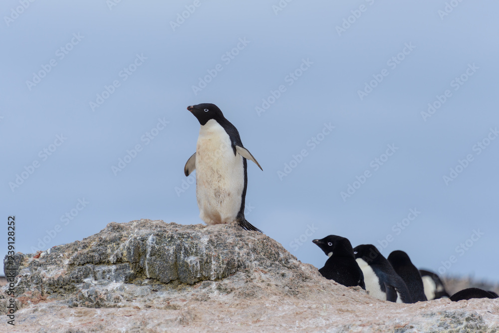 Naklejka premium Adelie penguin going on beach in Antarctica