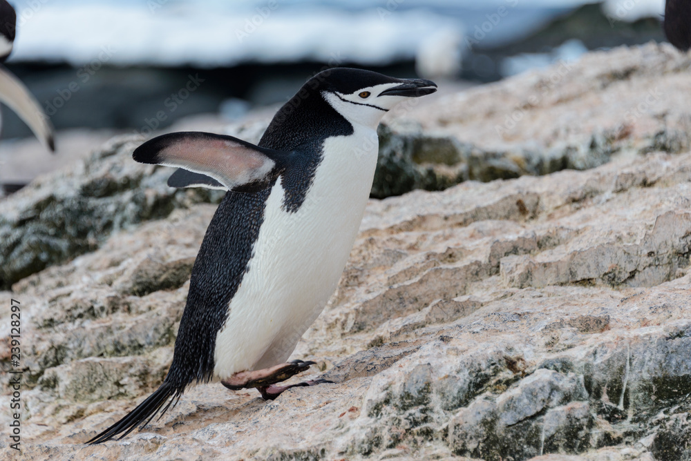 Naklejka premium Chinstrap penguin going on beach in Antarctica