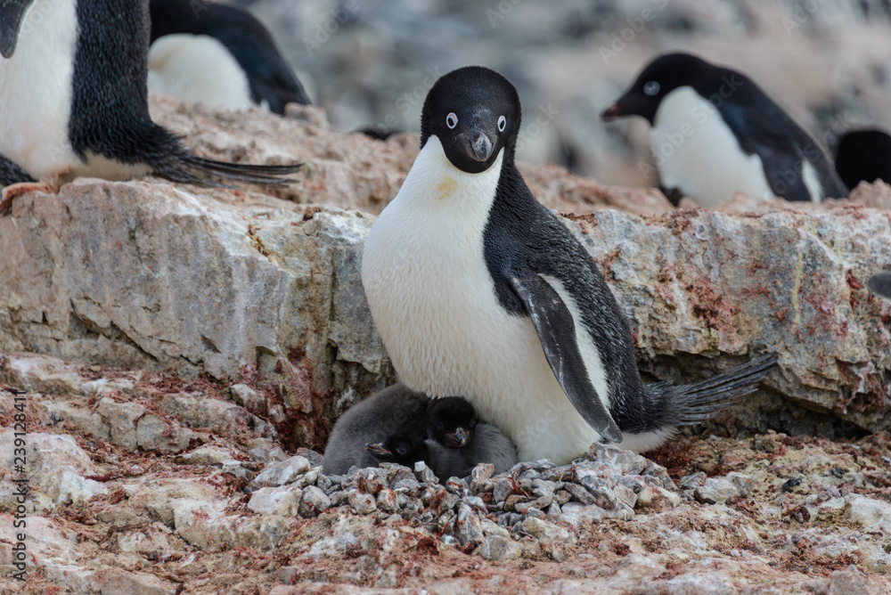 Naklejka premium Adelie penguin with chicks in nest in Antarctica