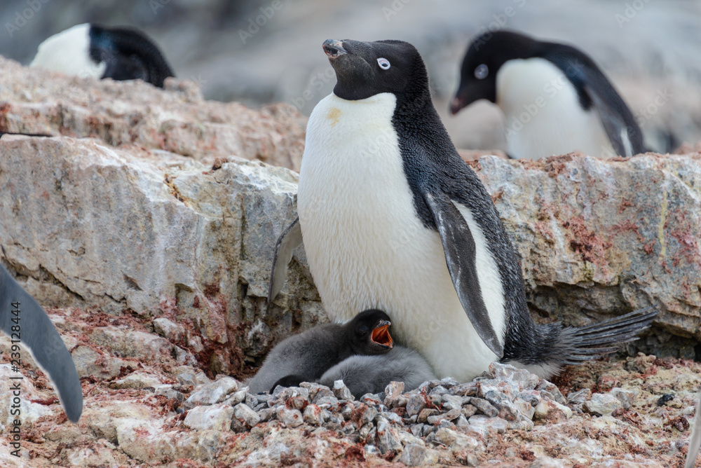 Fototapeta premium Adelie penguin with chicks in nest in Antarctica
