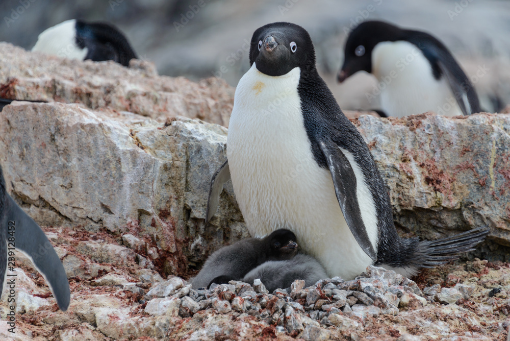 Naklejka premium Adelie penguin with chicks in nest in Antarctica