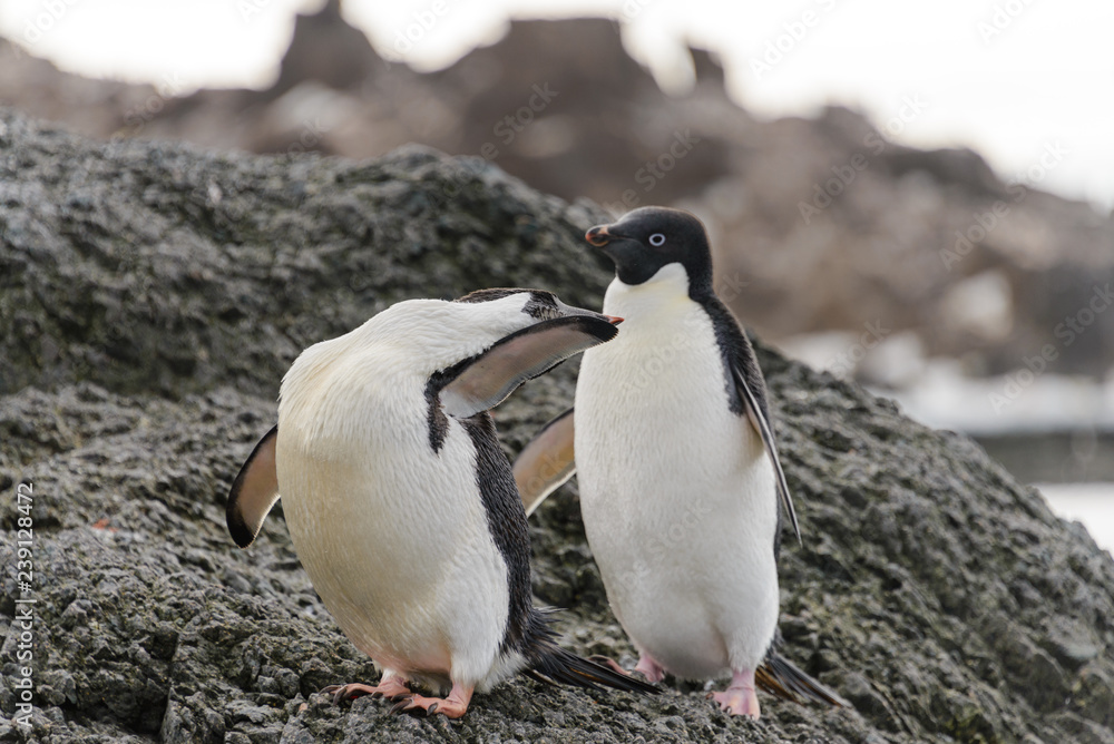 Naklejka premium Two adelie penguins standing on beach in Antarctica
