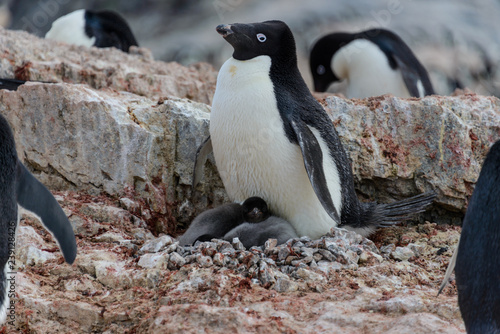 Adelie penguin with chicks in nest in Antarctica