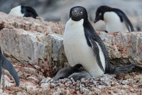 Adelie penguin with chicks in nest in Antarctica