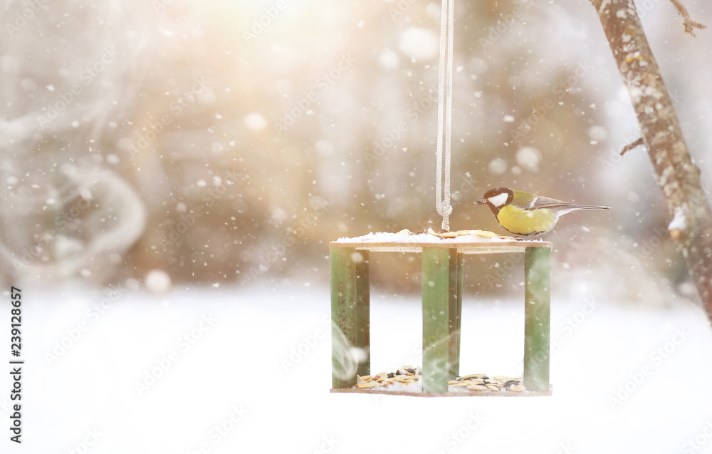 Fototapeta premium Little titmouse on the trough eats. Winter bird.
