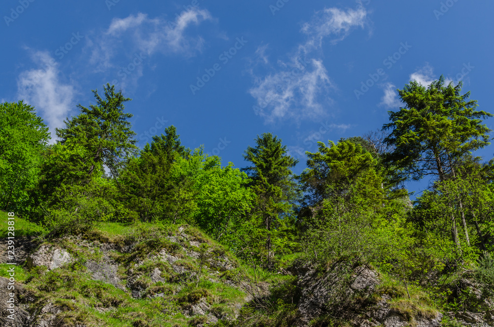 blauer himmel und gruene baeume