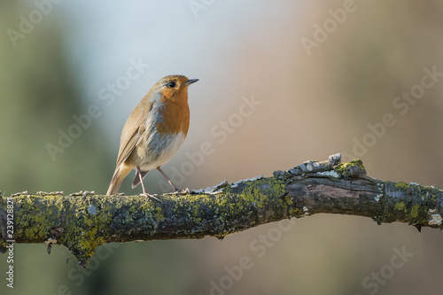 Il pettirosso (Erithacus rubecula) photo