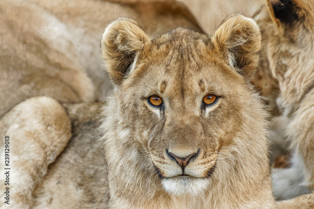 Fototapeta premium A young lion ( Panthera Leo) looking in the camera, Ongava Private Game Reserve ( neighbour of Etosha), Namibia.