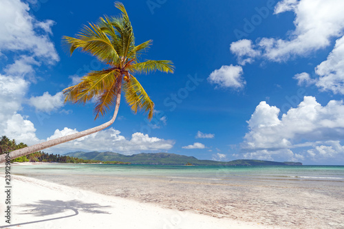 Coconut Palm Tree on Samana Peninsula, Dominican Republic