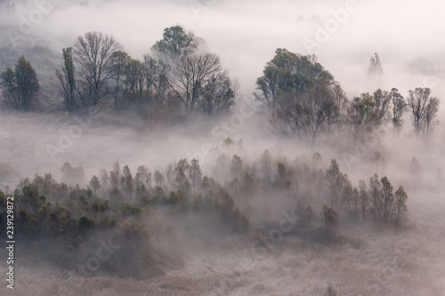 Panorama sulla foresta con nebbia all'alba, Italia photo