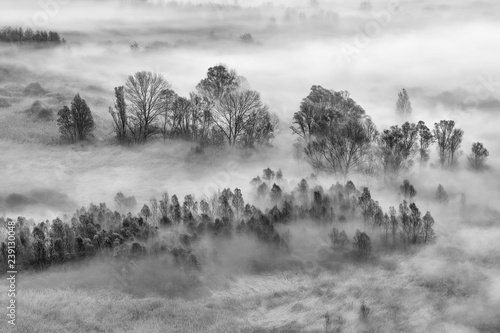 Paesaggio in bianco e nero sulla foresta con nebbia, Italia