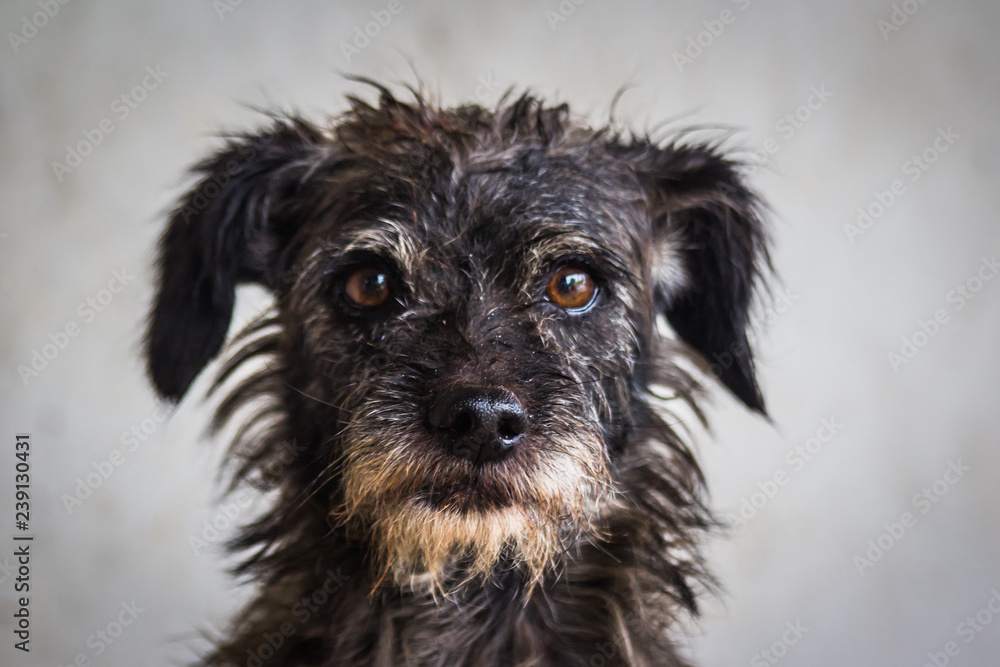 This nice little puppy posed for my lens. This nice little puppy posed for my lens.
