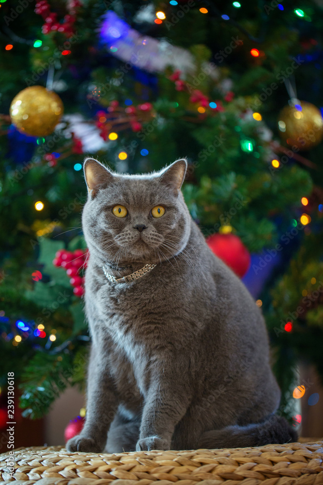 Beautiful gray British shorthair cat in a silver collar on the background of the Christmas tree with bokeh lights sitting on a wicker bench