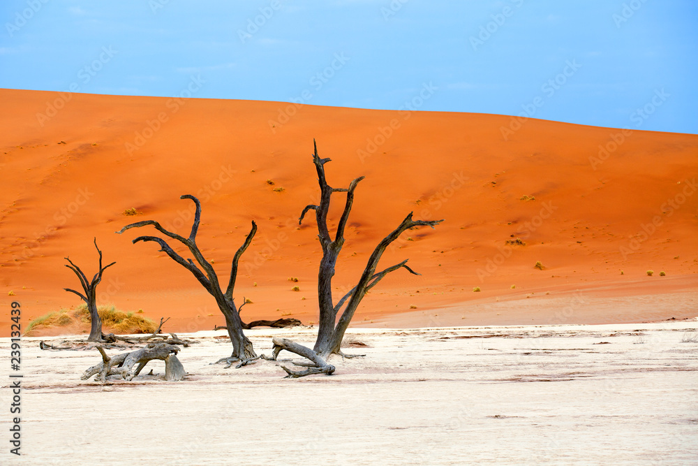 Three dead dry trees on orange sand dunes and bright blue sky background landscape, Naukluft National Park Namib Desert, Namibia Three dead dry trees on orange sand dunes and bright blue sky background landscape, Naukluft National Park Namib Desert, Namibia