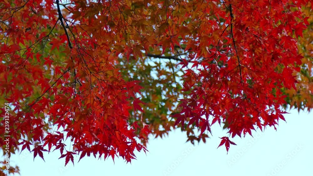 Road in the woods with maple tree in autumn season Road in the woods with maple tree in autumn season
