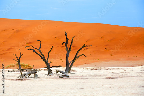 Three dead dry trees on orange sand dunes and bright blue sky background landscape, Naukluft National Park Namib Desert, Namibia