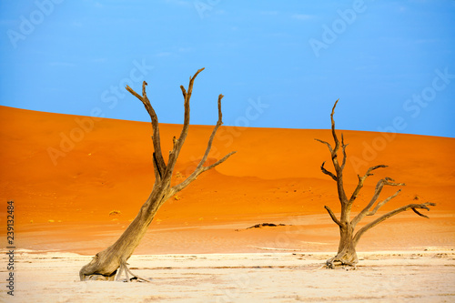 Dead dry camel torn trees on orange sand dunes and bright blue sky background, Naukluft National Park Namib Desert, Namibia