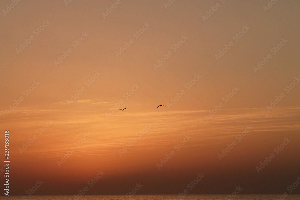 birds flying in the sky