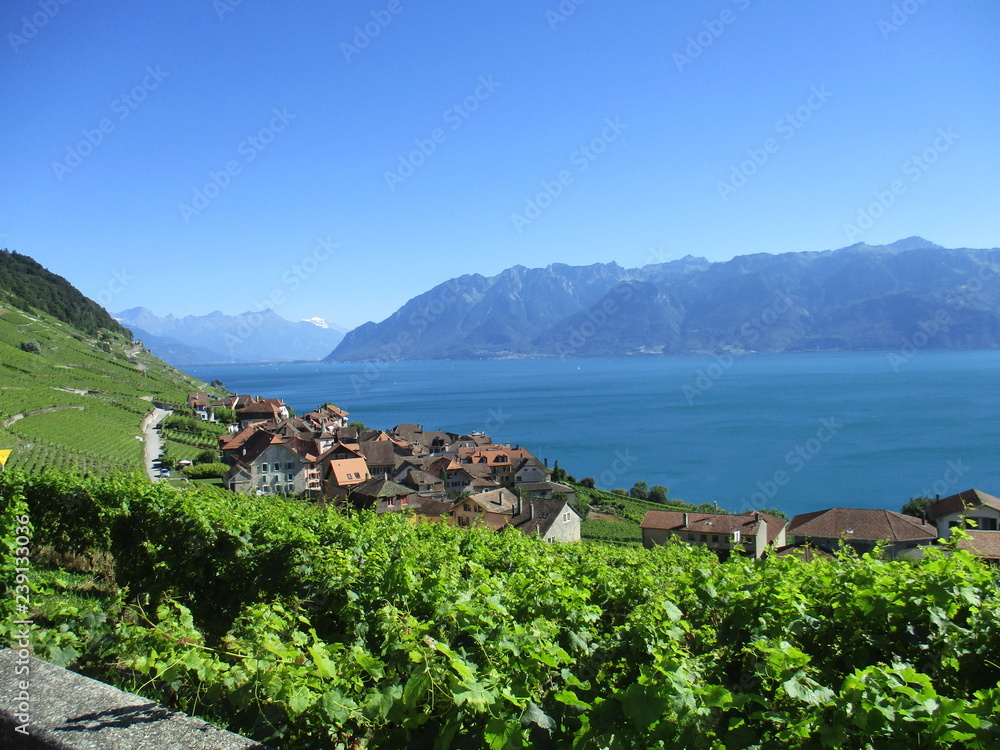 Fototapeta premium fotos de paisajes varios arboles naturaleza 