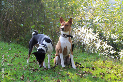 1 dreifarbiger basenji stehend und 1 zweifarbiger basenji sitzend sitzend auf grasfläche in meppen emsland deutschland fotografiert während eines spaziergangs in der natur in farbe