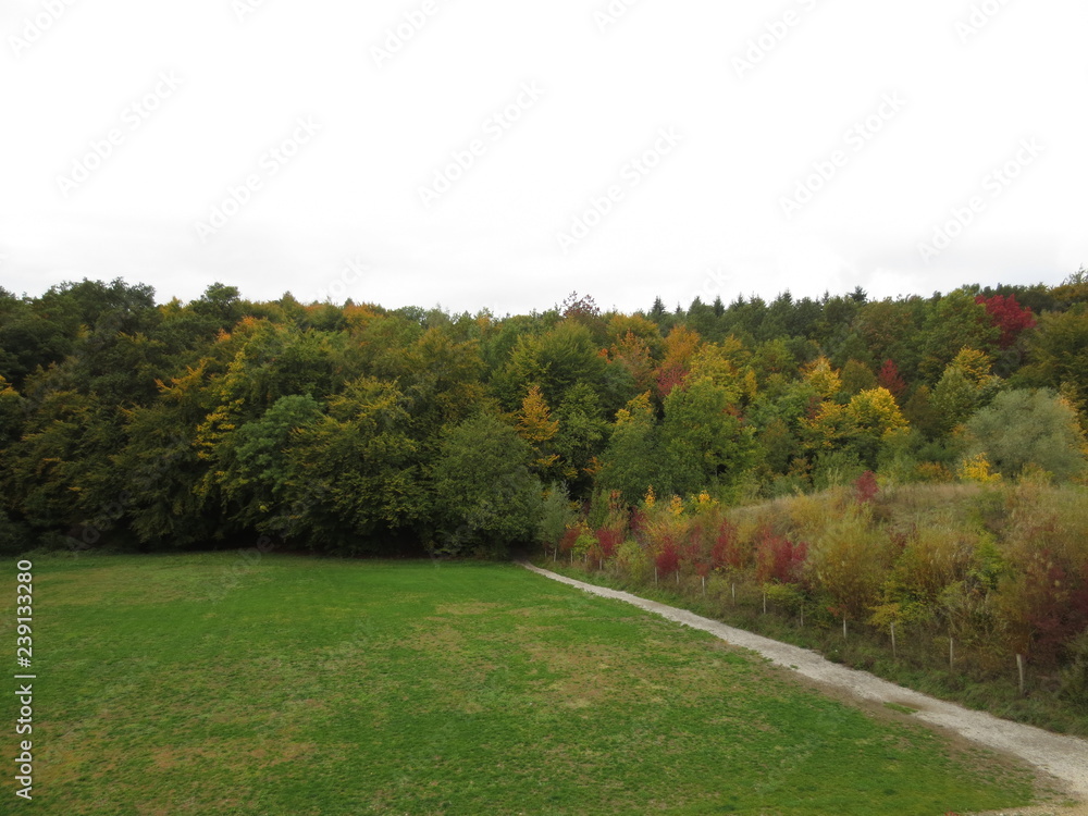 fotos de paisajes varios arboles naturaleza 