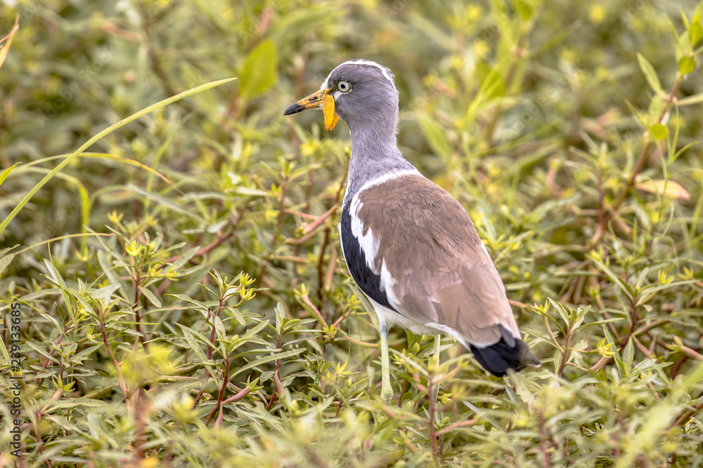 White headed lapwing White headed lapwing