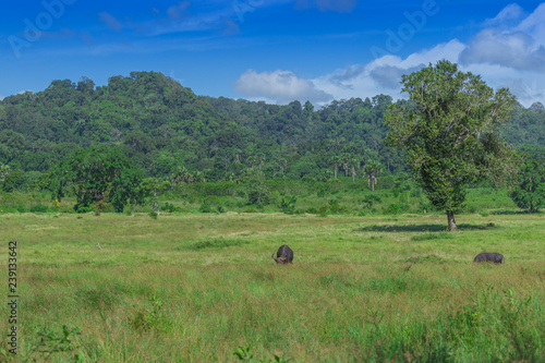 Beautiful Landscape of Savanna Sadengan, Alas Purwo National Park, Banyuwangi, Indonesia
